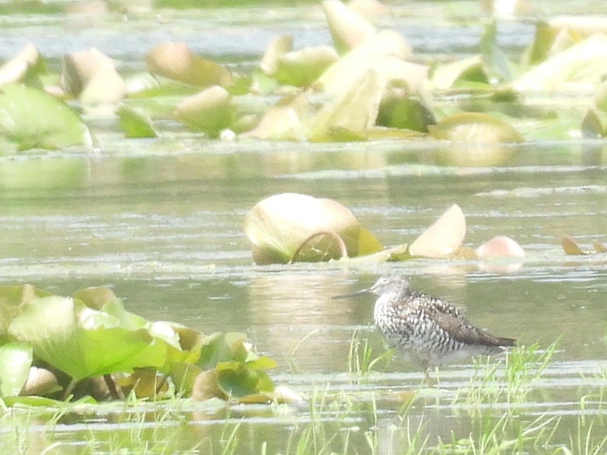 Greater Yellowlegs - ML638820814