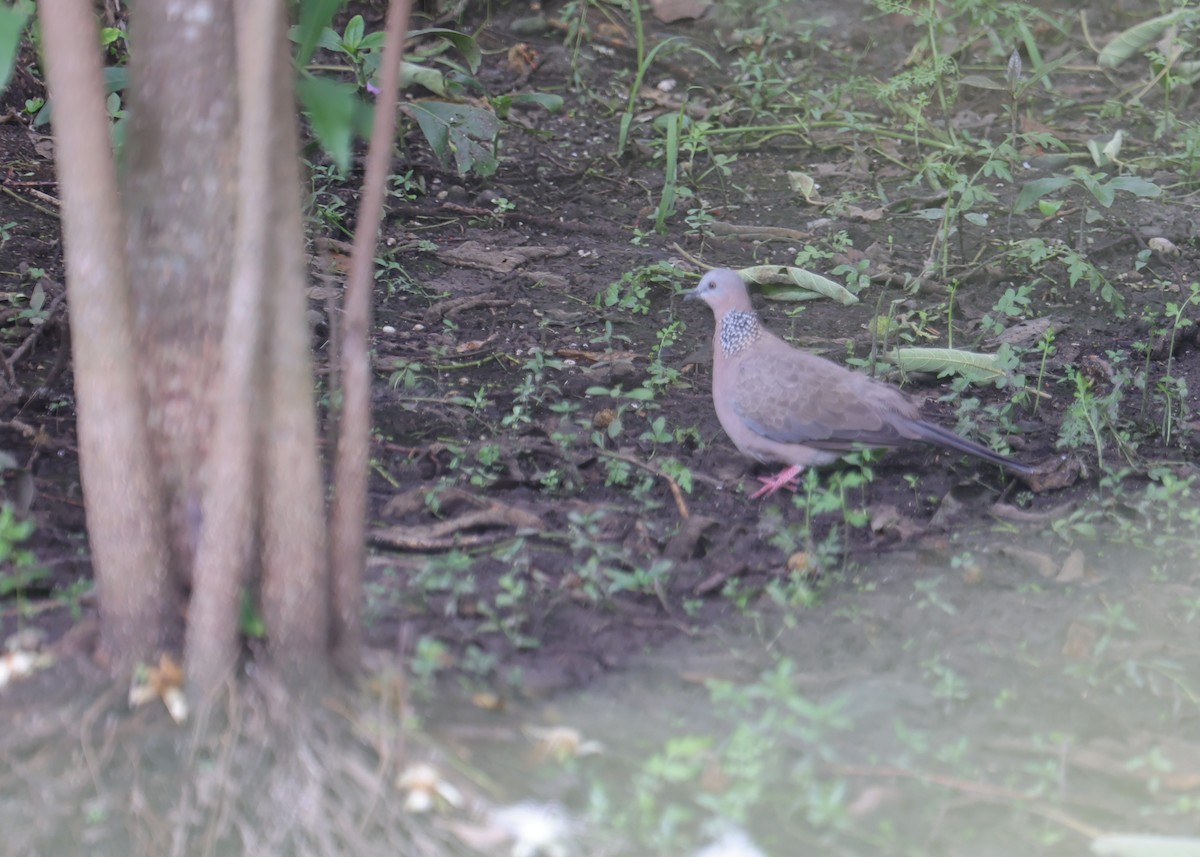 Spotted Dove - ML638820827