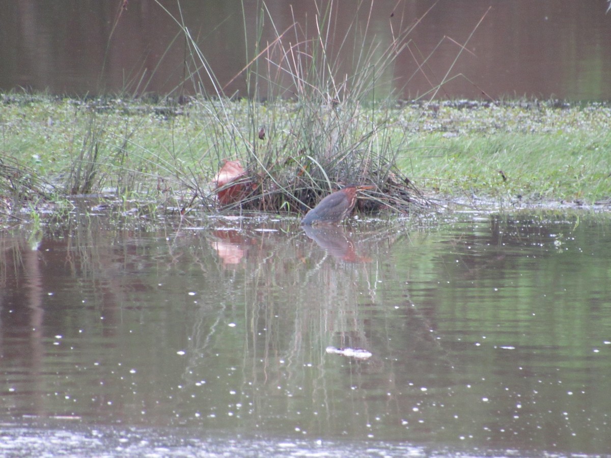 Green Heron - ML638820840
