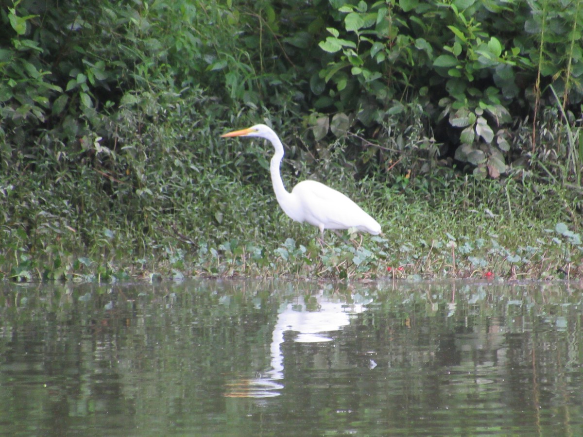 Great Egret - ML638820845