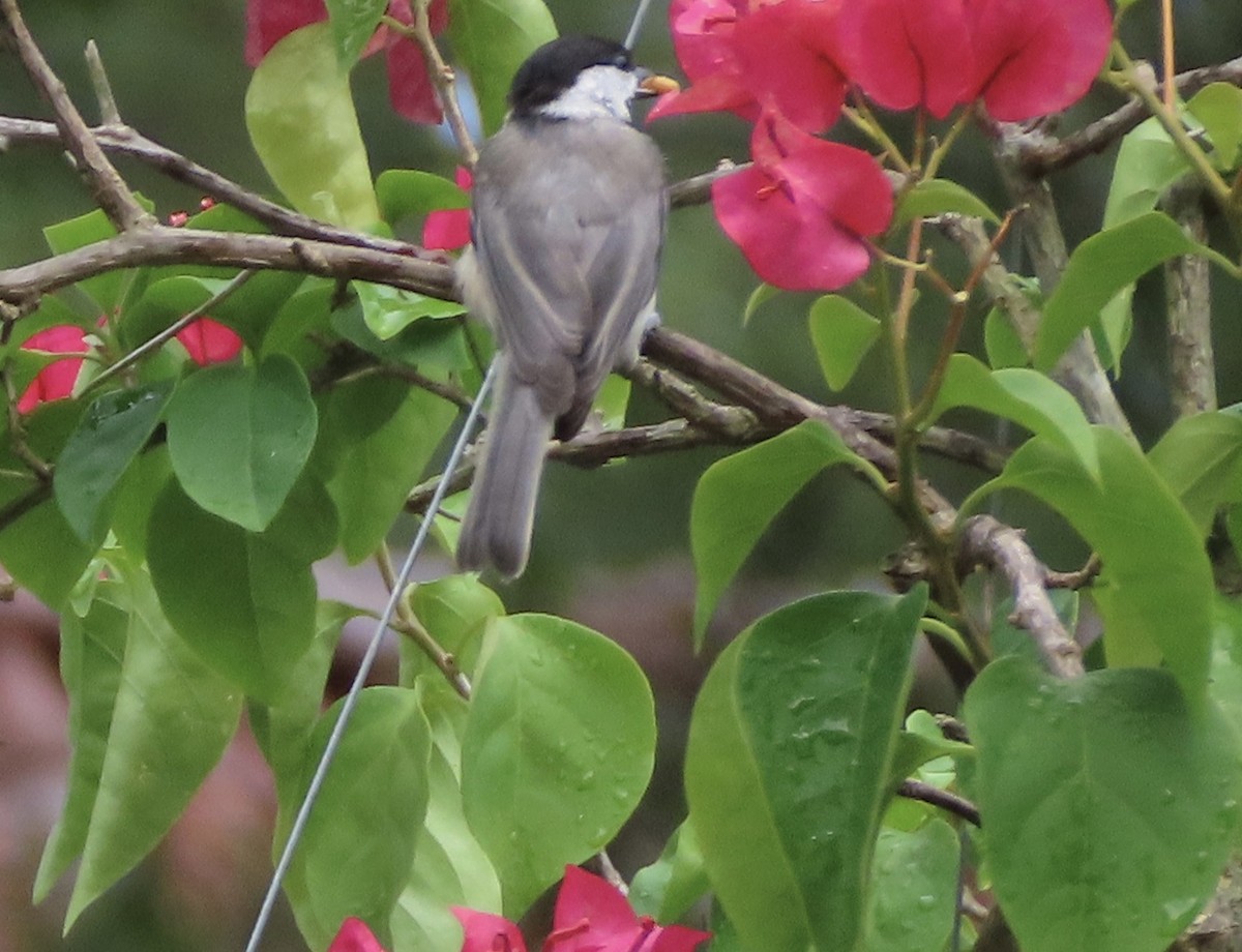 Carolina Chickadee - ML638820861