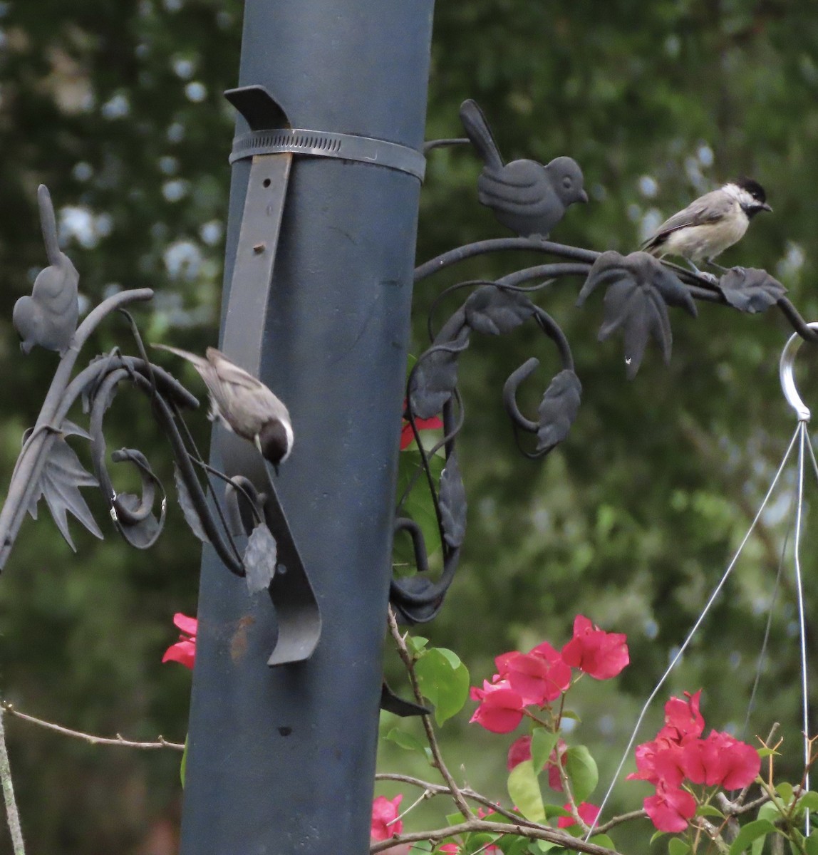 Carolina Chickadee - ML638820862