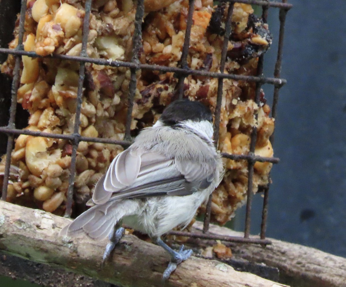 Carolina Chickadee - ML638820864