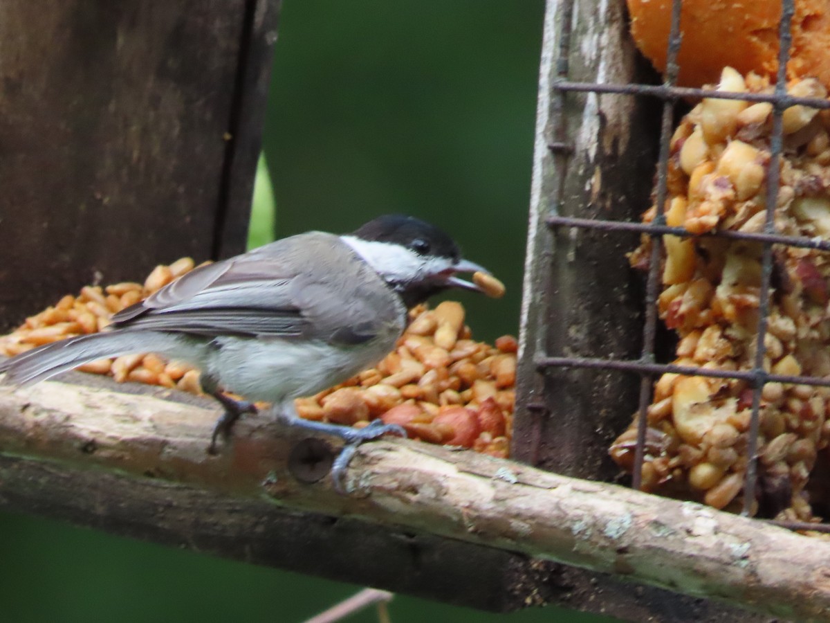 Carolina Chickadee - ML638820865