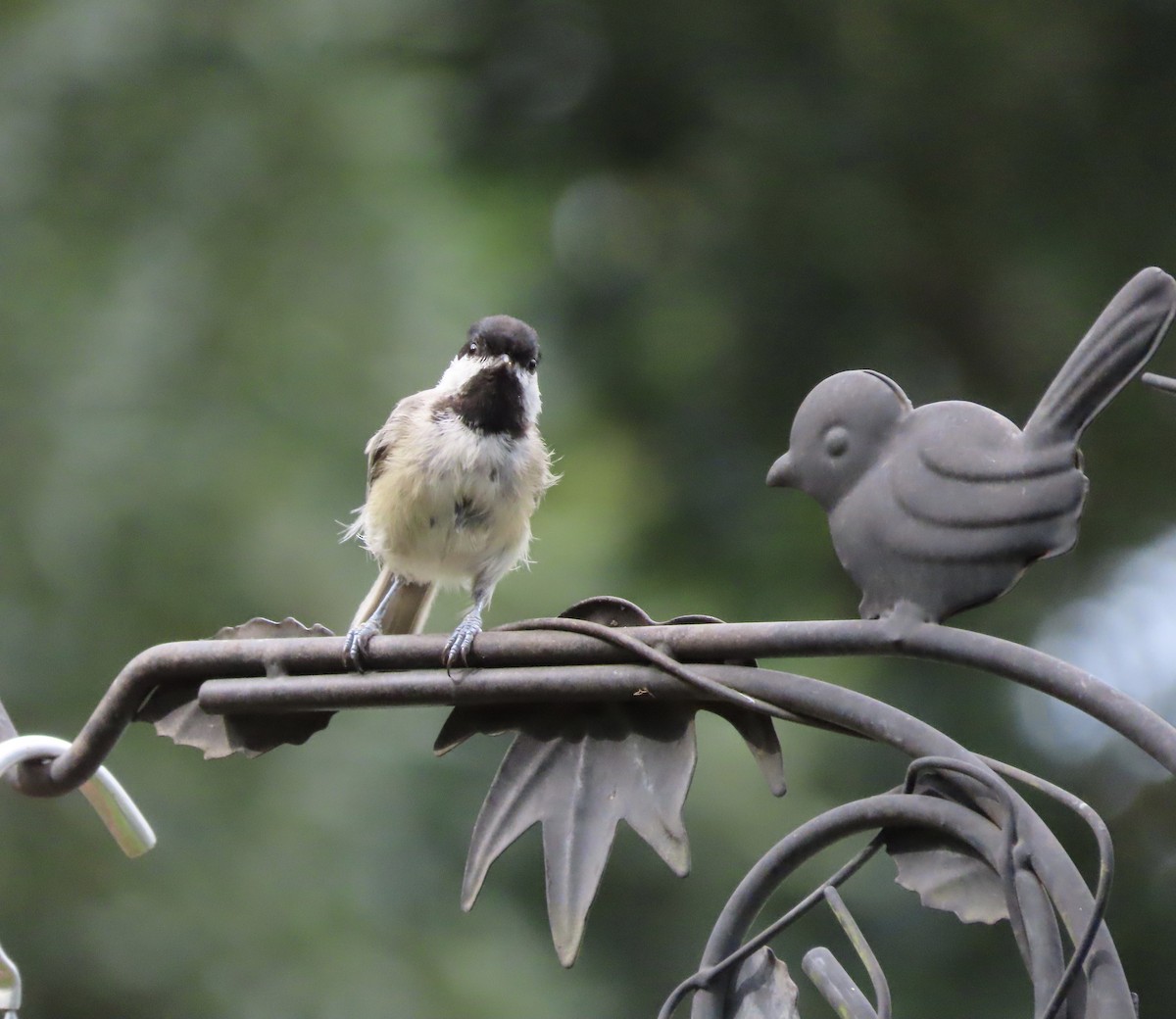 Carolina Chickadee - ML638820866