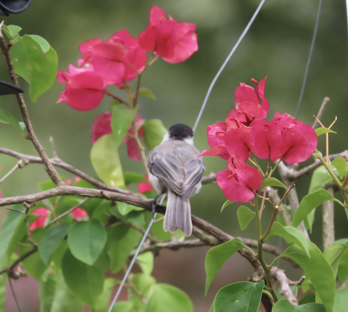 Carolina Chickadee - ML638820867