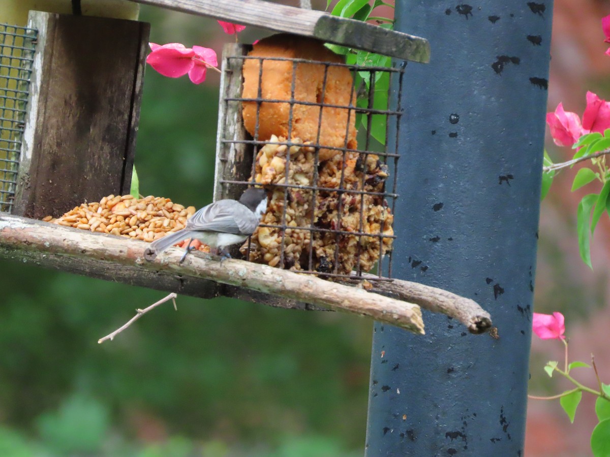 Carolina Chickadee - ML638820868