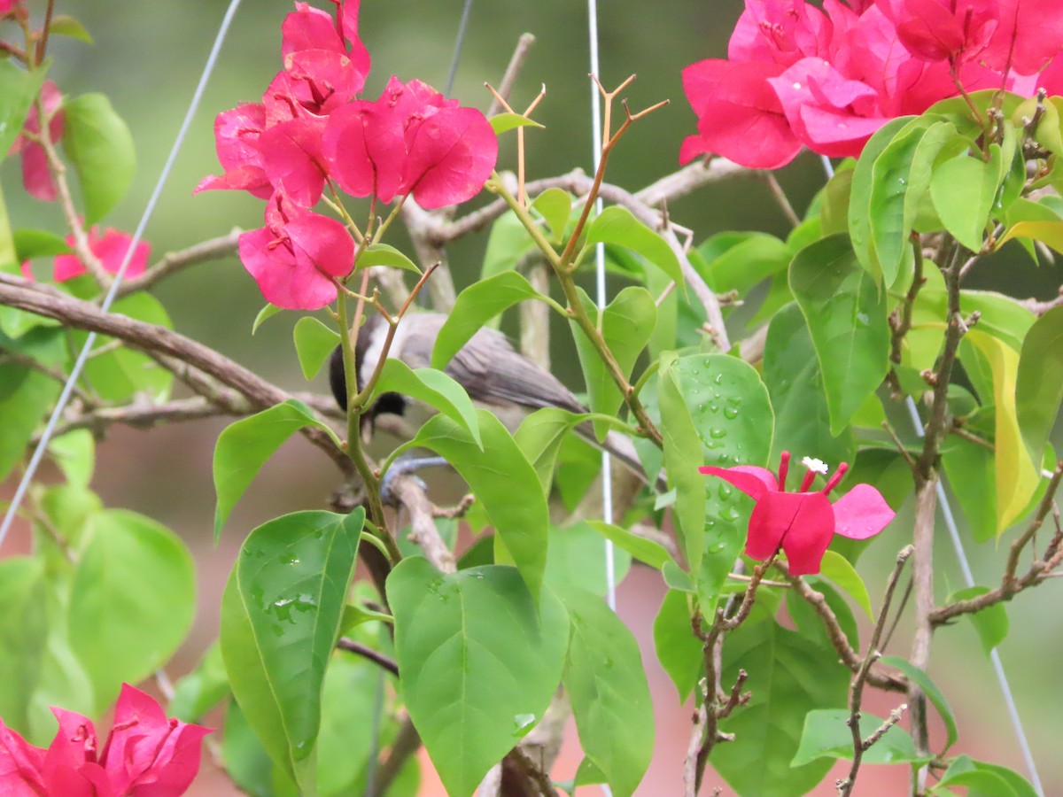 Carolina Chickadee - ML638820869