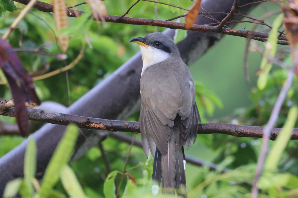Mangrove Cuckoo - ML638820871