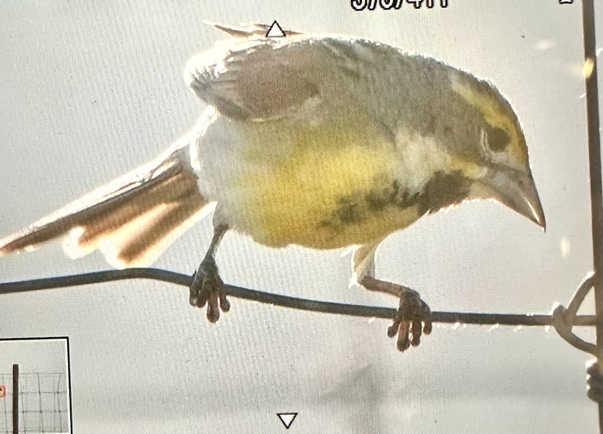 Dickcissel - ML638820921