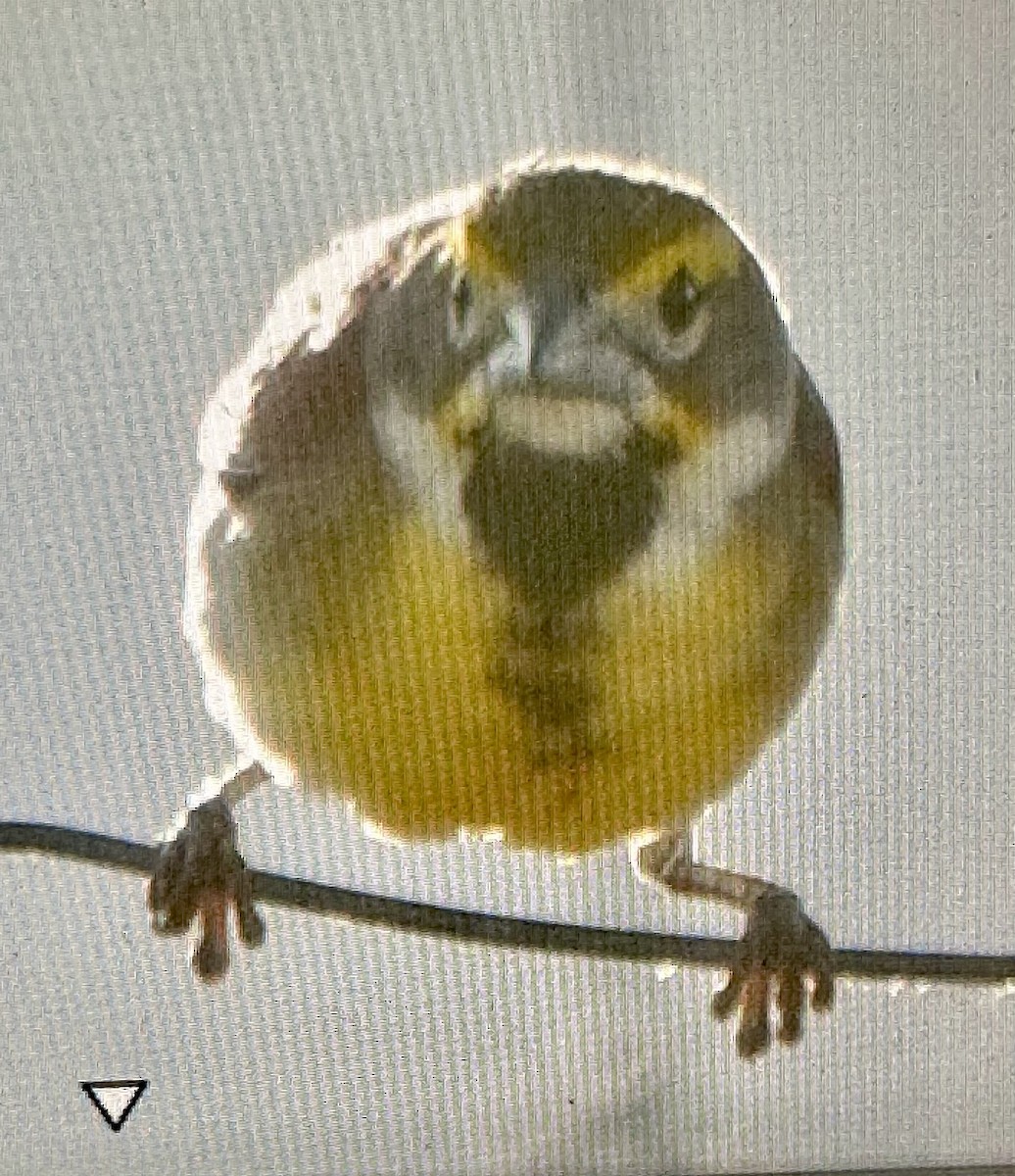 Dickcissel - ML638820922
