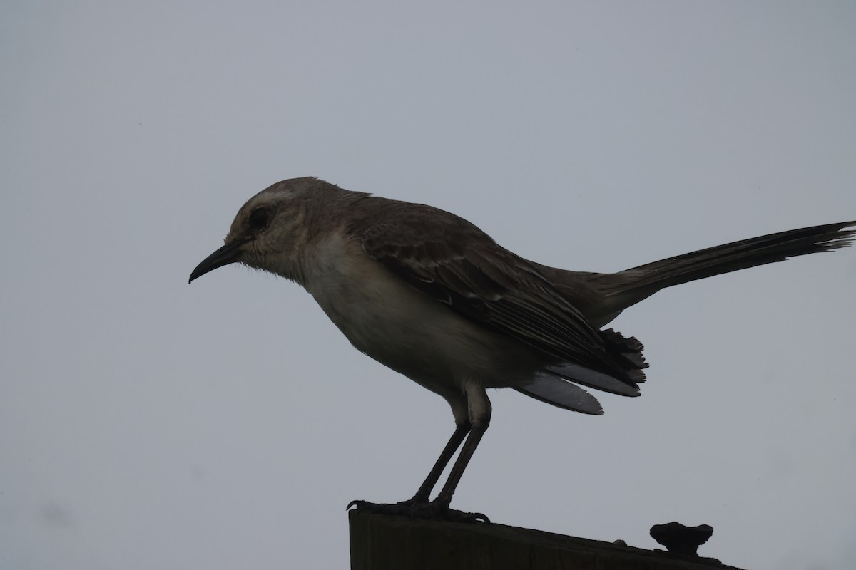 Tropical Mockingbird - ML638820958