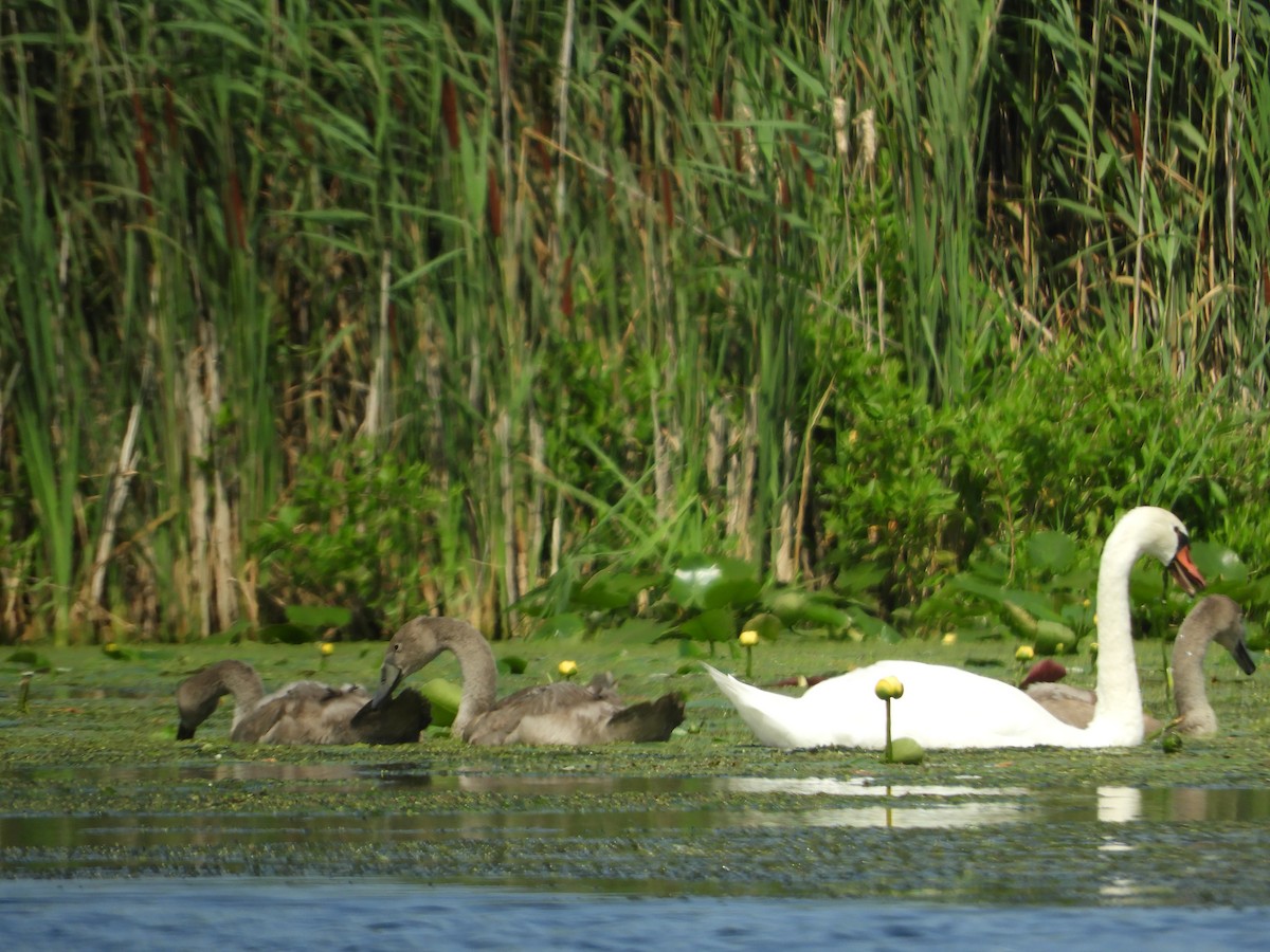 Mute Swan - ML638820975