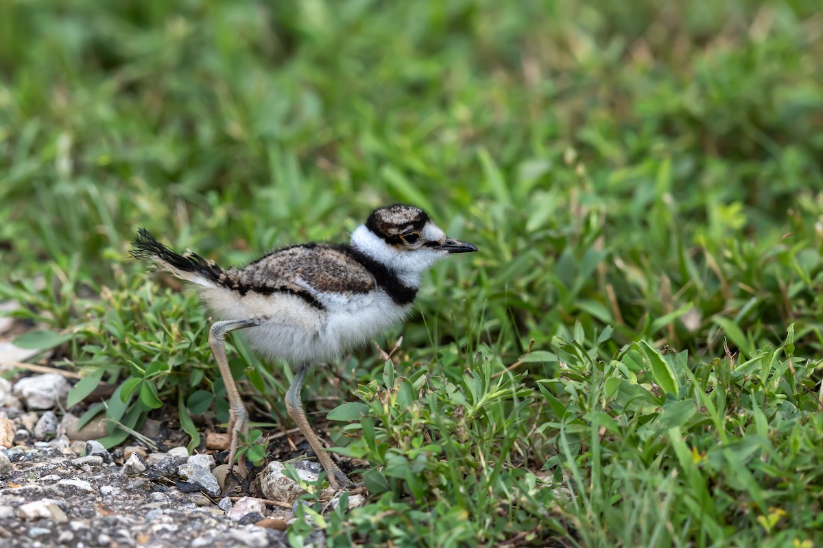 Killdeer - ML638820995
