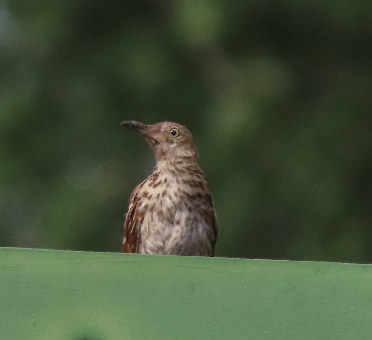 Brown Thrasher - ML638821043