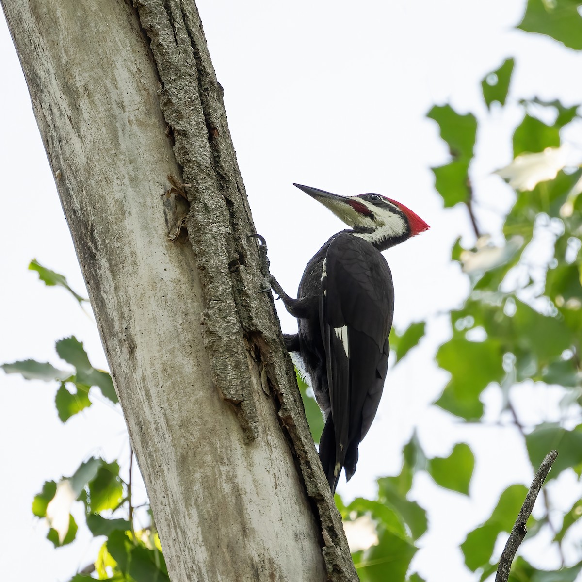 Pileated Woodpecker - ML638821060