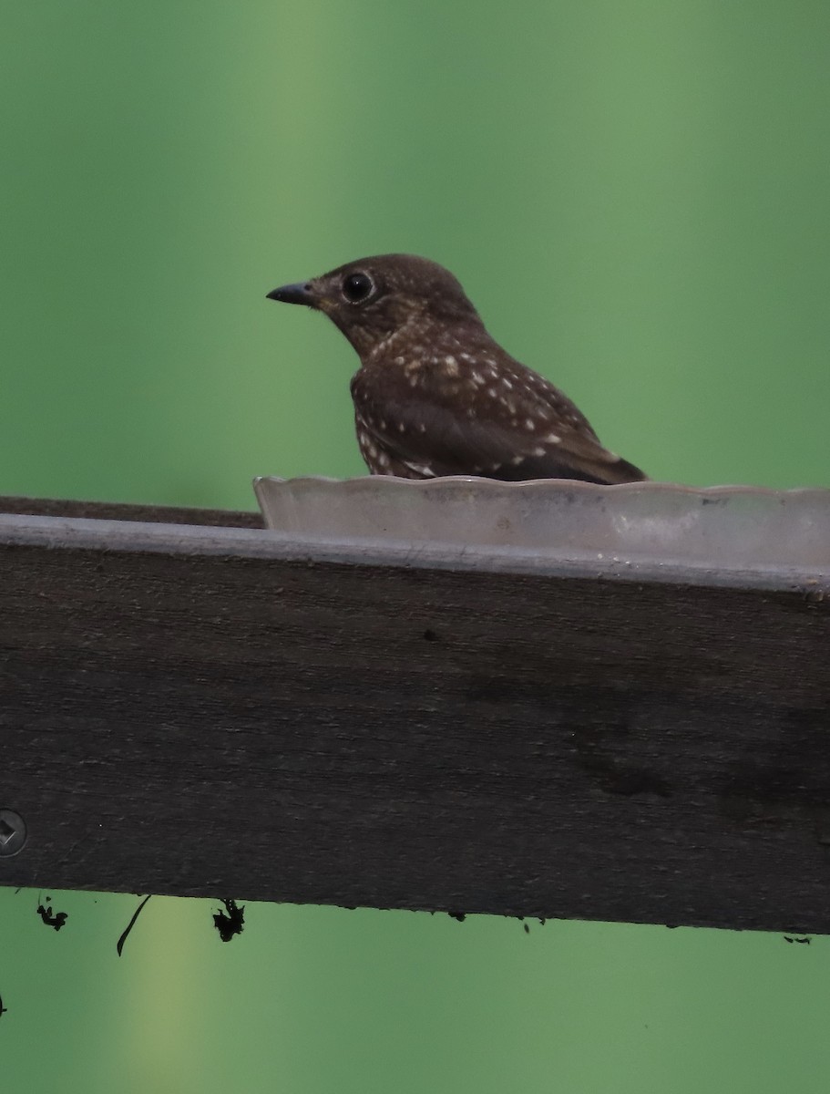 Eastern Bluebird - ML638821096