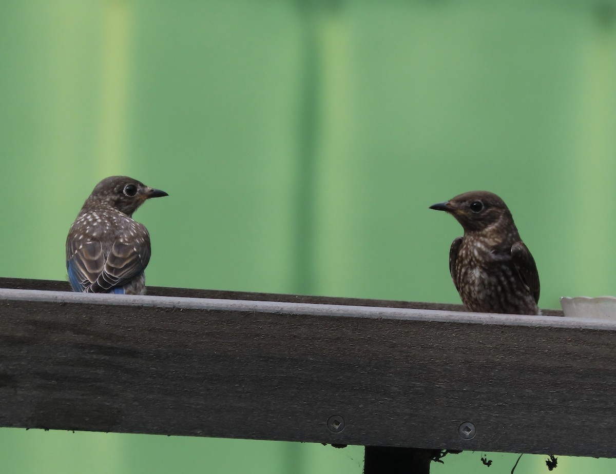 Eastern Bluebird - ML638821097