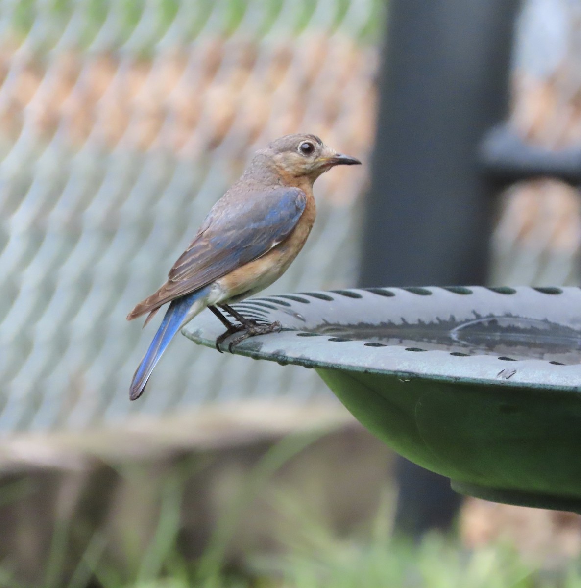 Eastern Bluebird - ML638821098