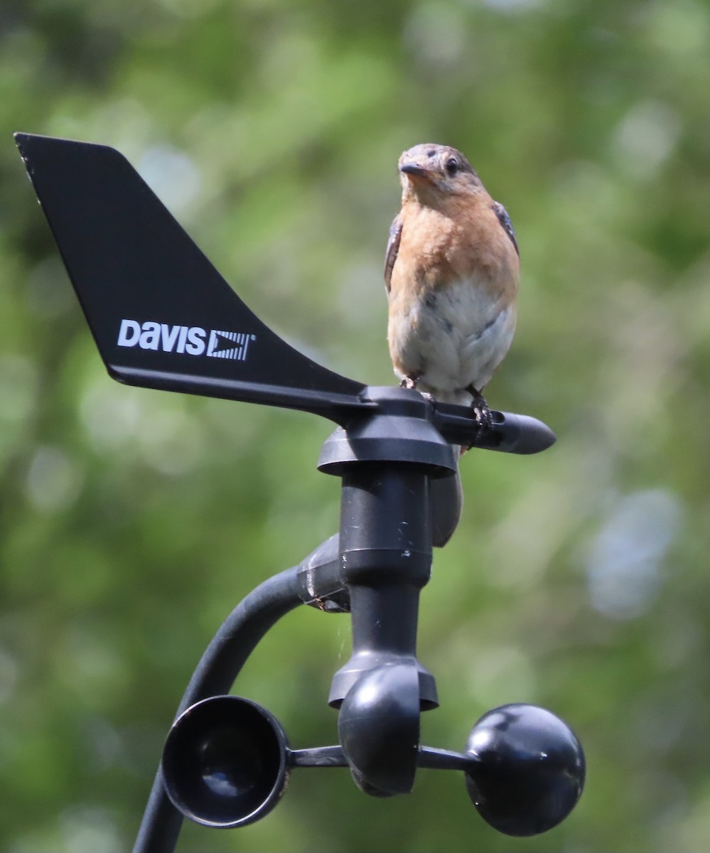 Eastern Bluebird - ML638821099