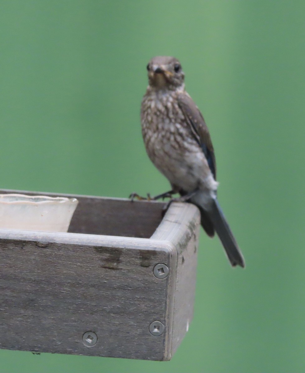 Eastern Bluebird - ML638821102