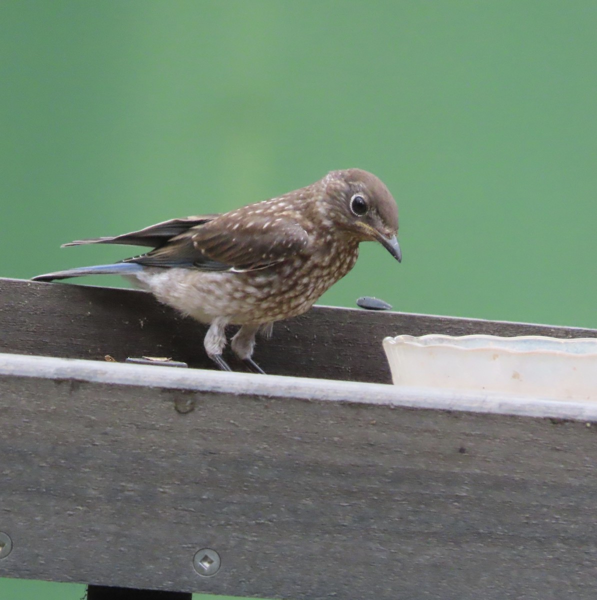 Eastern Bluebird - ML638821103