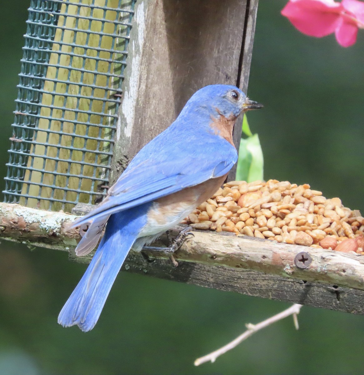 Eastern Bluebird - ML638821106