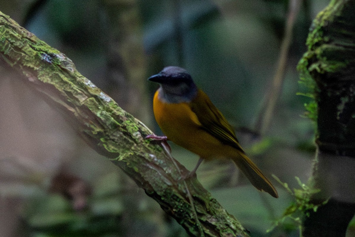 Gray-headed Tanager - ML638821123