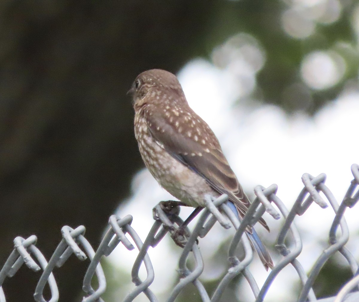 Eastern Bluebird - ML638821126