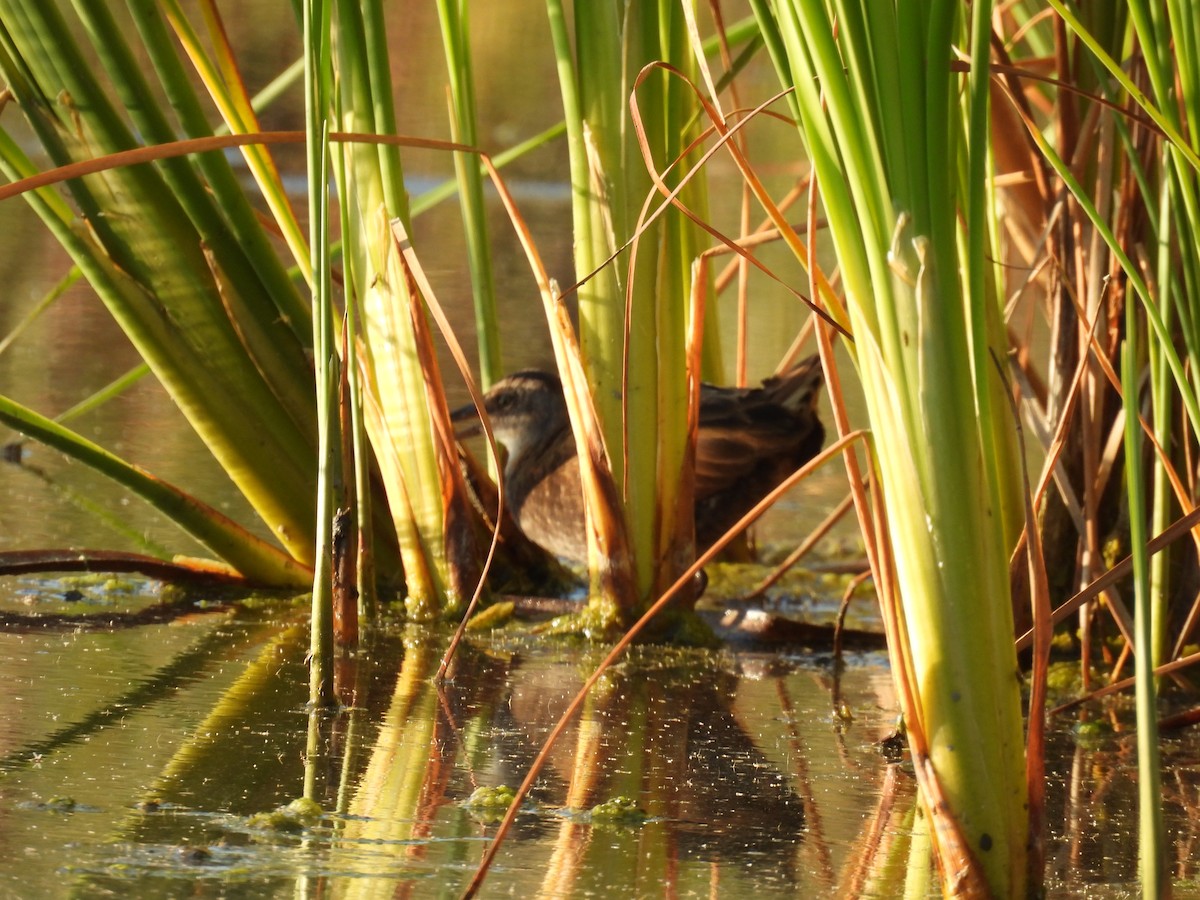 Virginia Rail - ML638821139