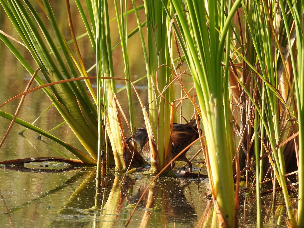 Virginia Rail - ML638821141