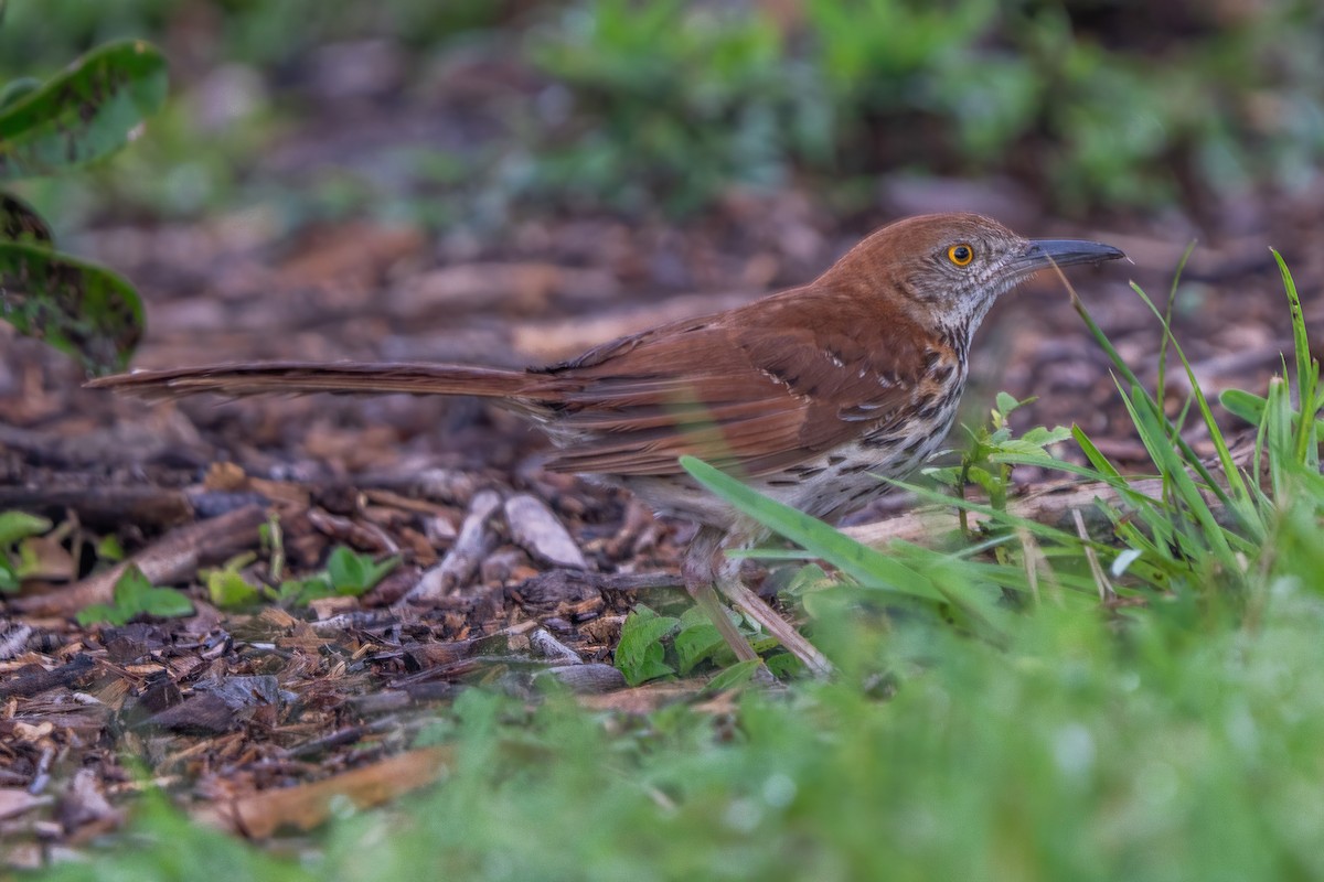 Brown Thrasher - ML638821171