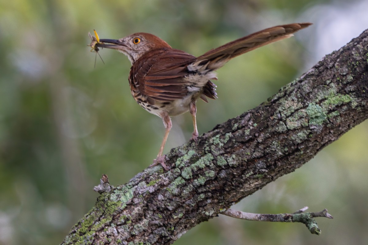 Brown Thrasher - ML638821172