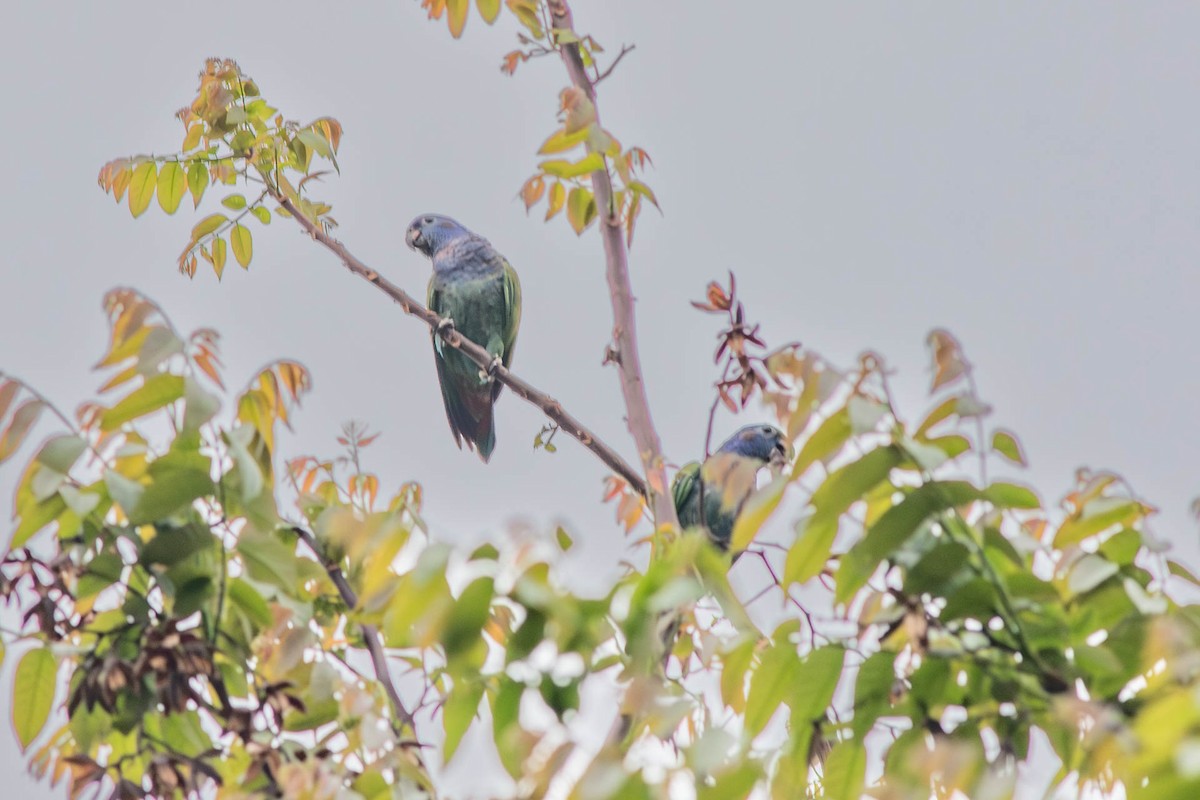 Blue-headed Parrot - ML638821242