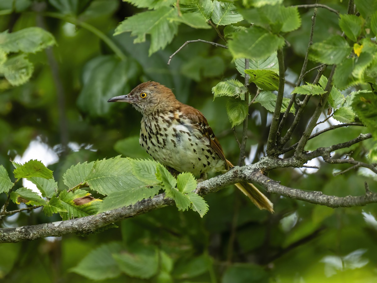 Brown Thrasher - ML638821258