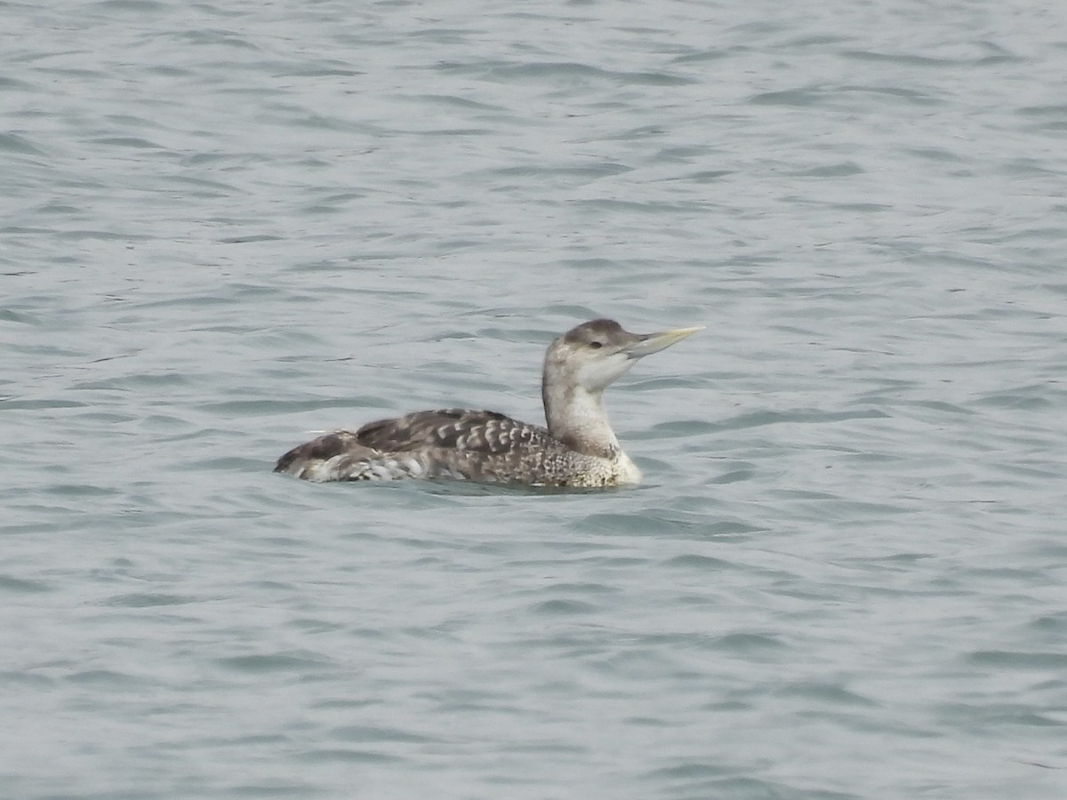 Plongeon à bec blanc - ML638821284