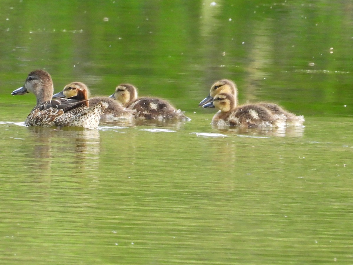 Blue-winged Teal - ML638821286