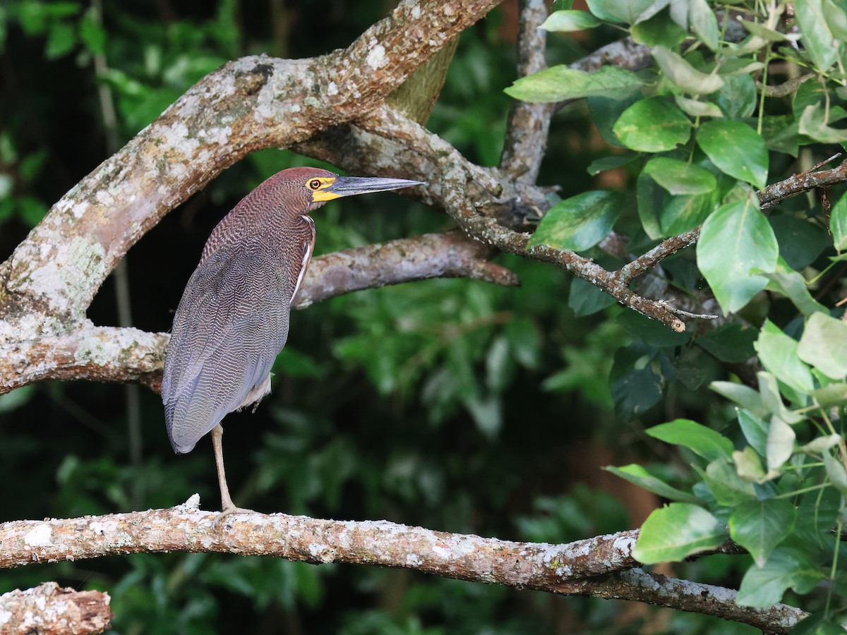 Rufescent Tiger-Heron - ML638821291