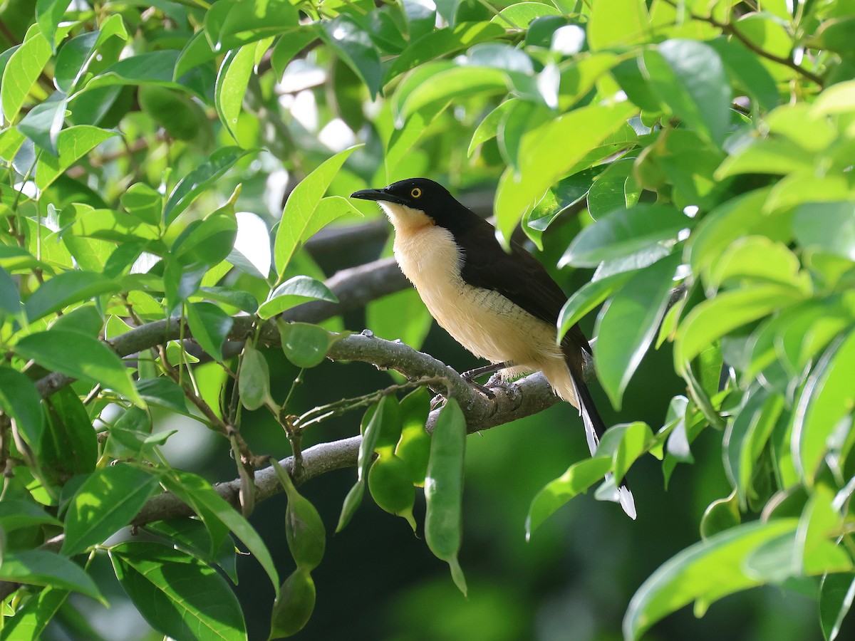 Black-capped Donacobius - ML638821317