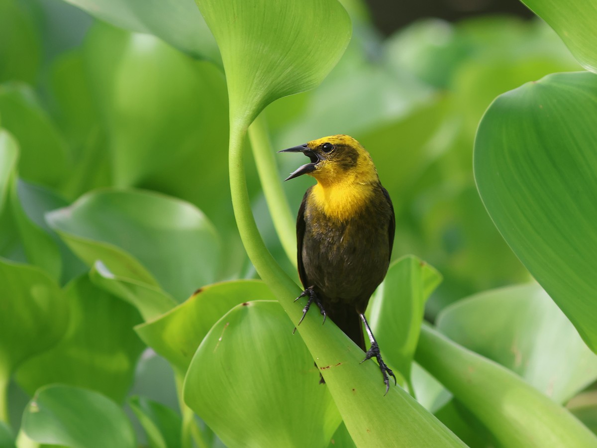 Yellow-hooded Blackbird - ML638821335