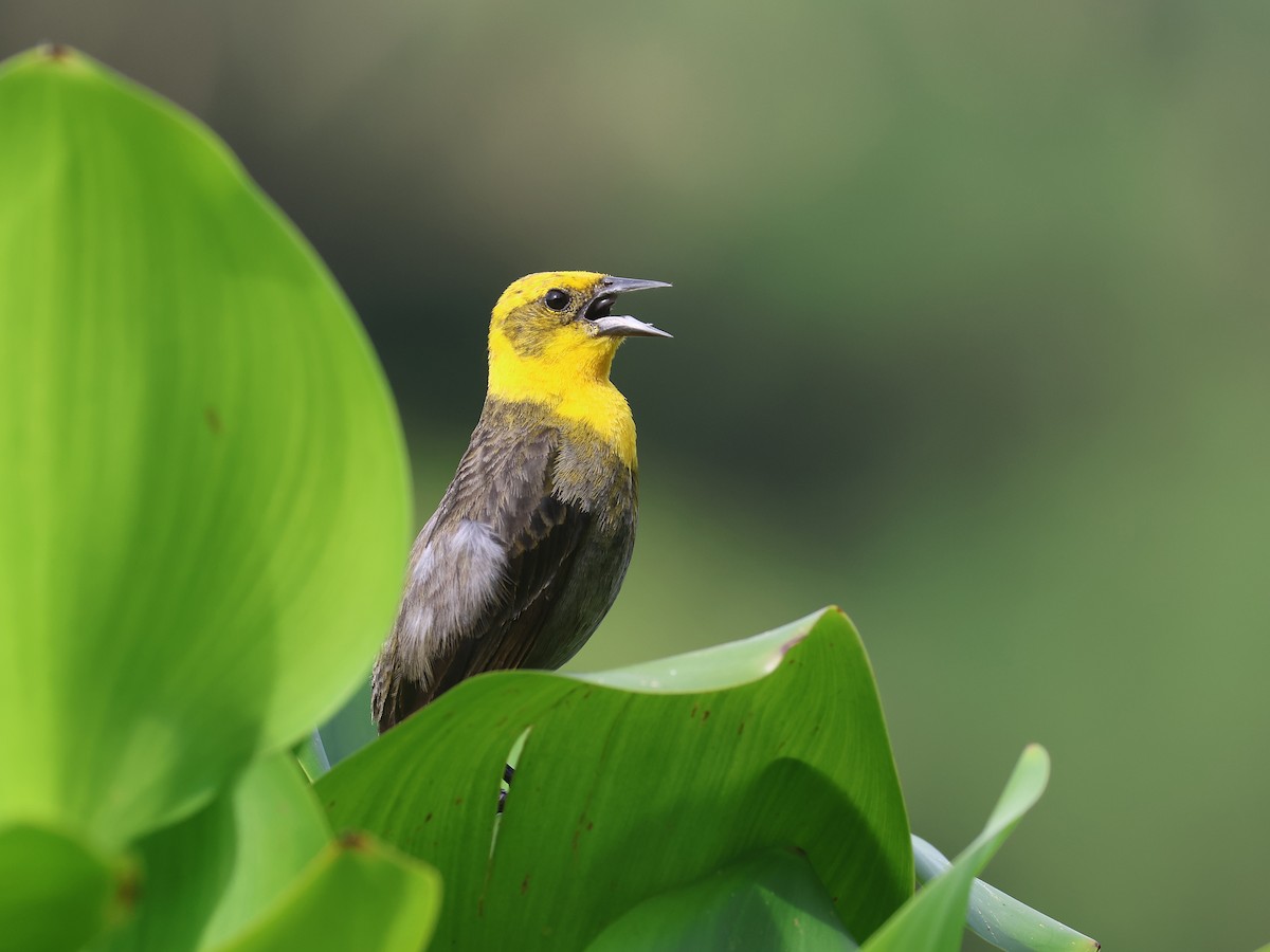 Yellow-hooded Blackbird - ML638821336