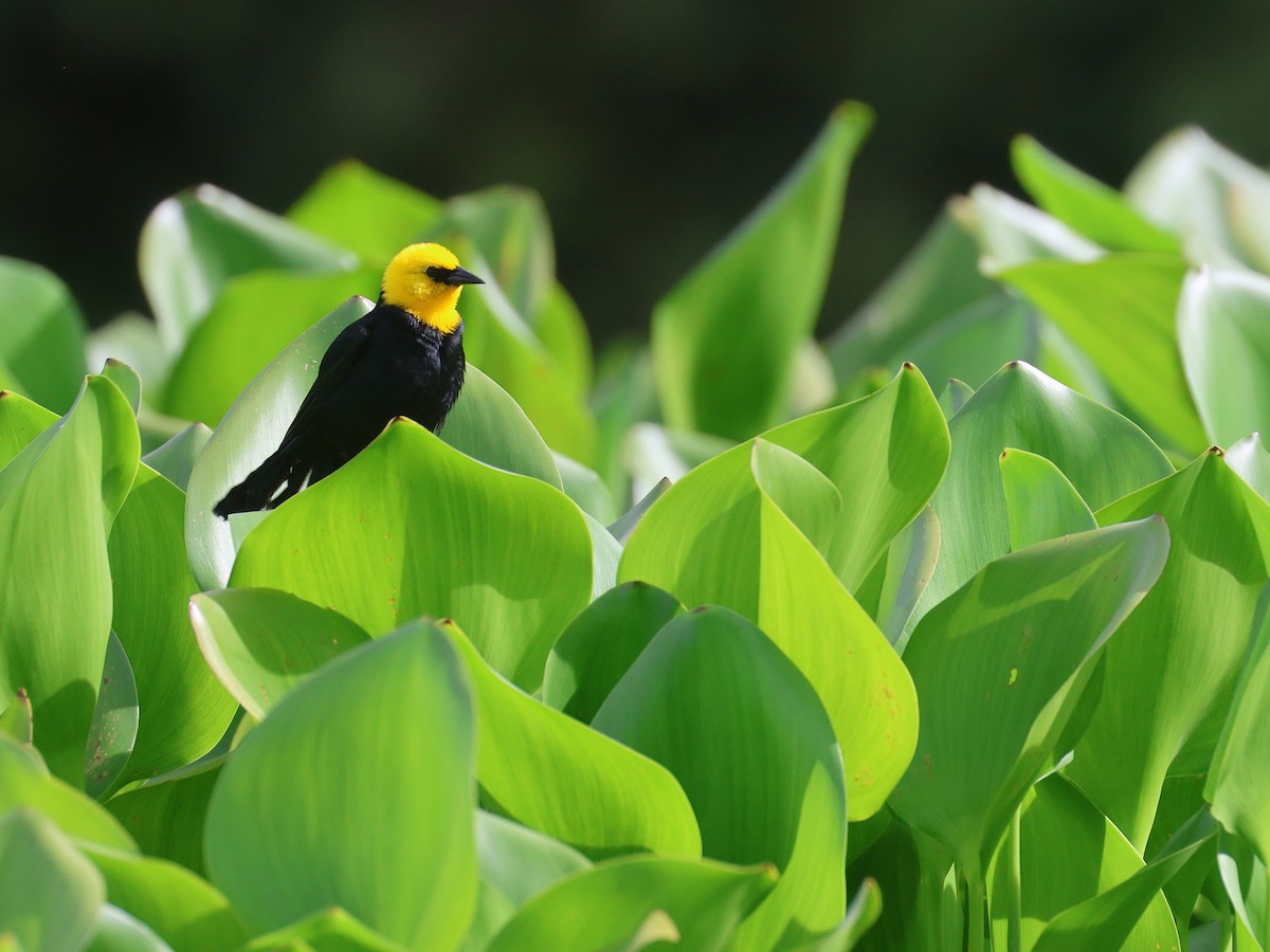 Yellow-hooded Blackbird - ML638821337