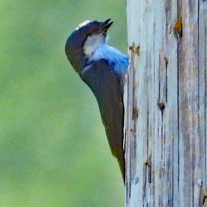 Tree Swallow - ML638821341