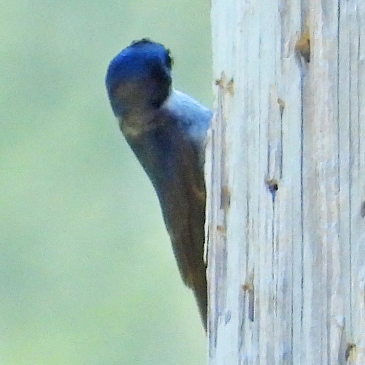 Tree Swallow - ML638821348