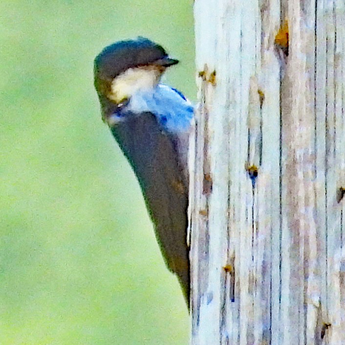 Tree Swallow - ML638821378
