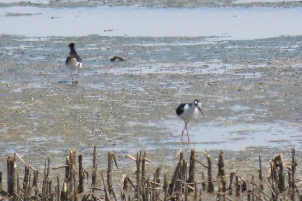 Black-necked Stilt - ML638821453
