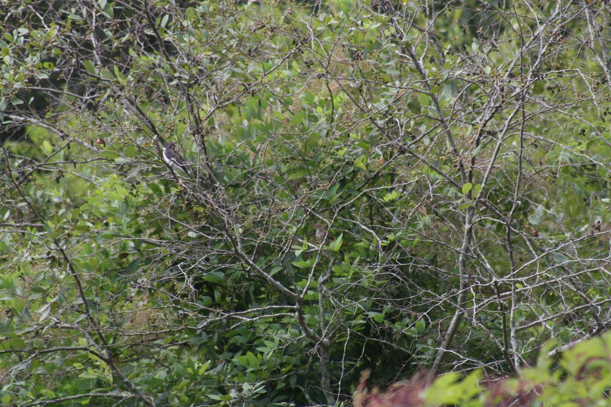 Brown Thrasher - ML638821491