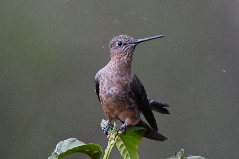 Riesenkolibri - ML638821497