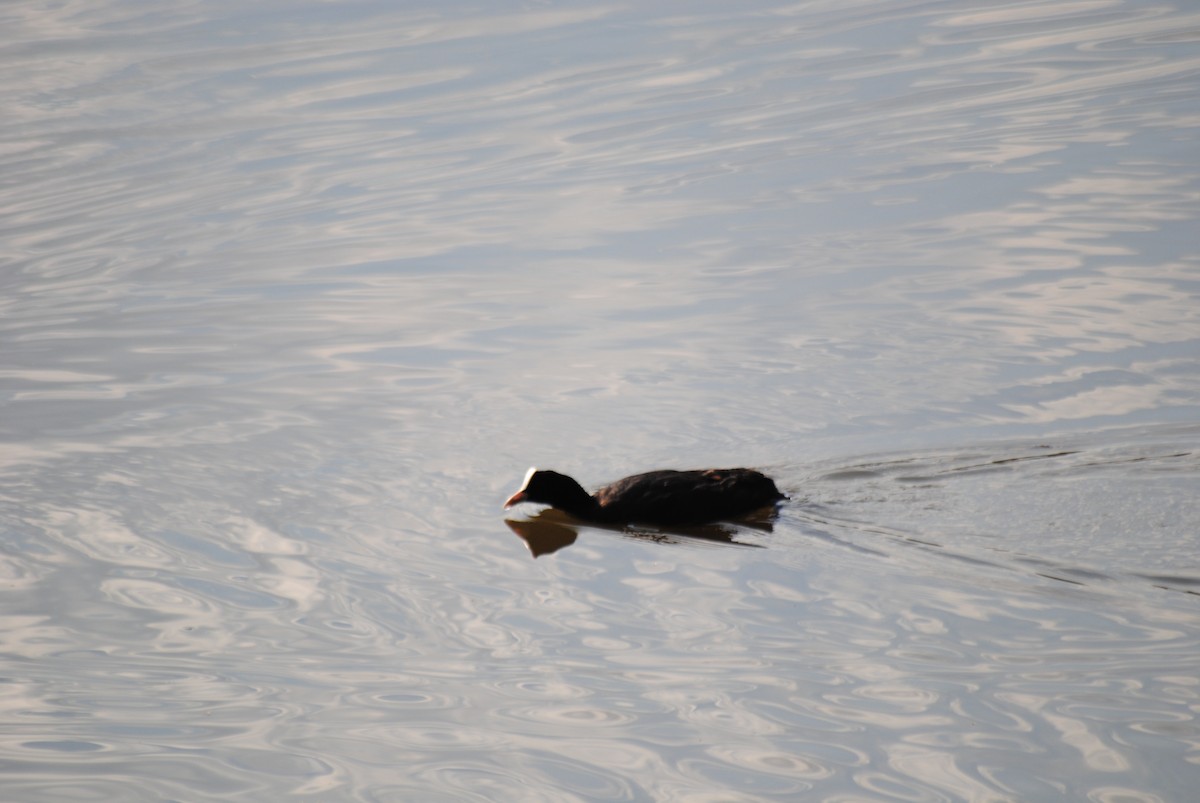 Eurasian Coot - ML638821509