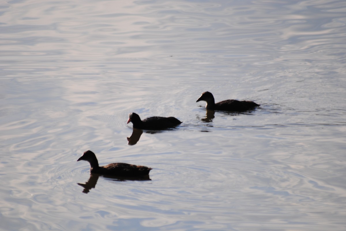 Eurasian Coot - ML638821512